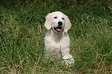 GOLDEN RETRIEVER 949